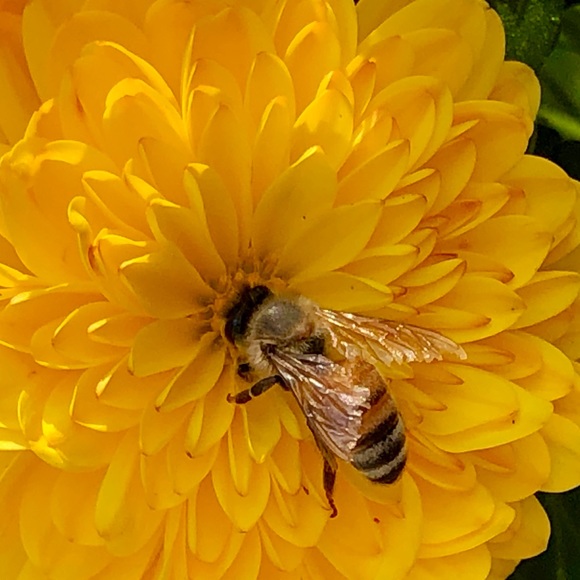 Meet your Posher, Janice - Picture 2 of 2